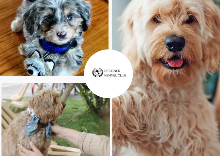 How to Register a Designer Dog Without AKC: Step-by-Step Guide