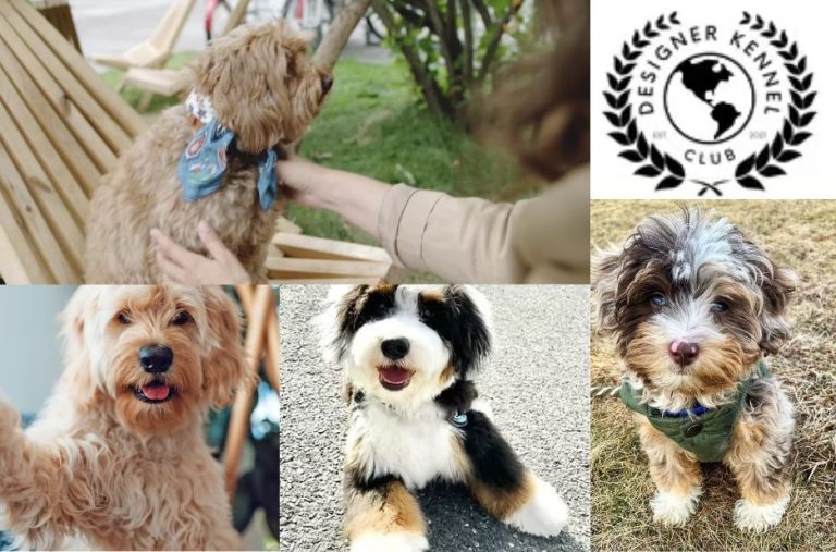 How to Get Aussie Bichon Registration Papers Smoothly