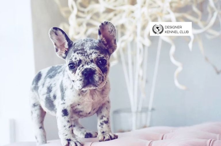 Exotic French Bulldog Registration: A Practical Guide for Owners Exotic French Bulldog Registration: A Practical Guide for Owners
