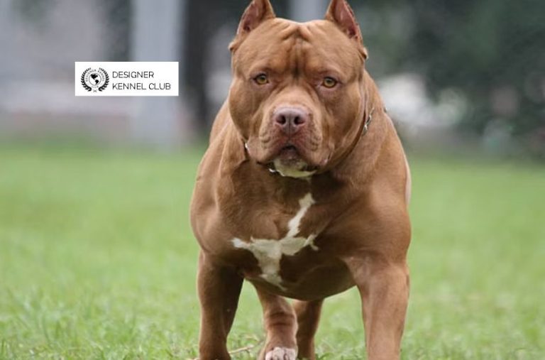 Pitbull Registration Without Papers: Buyer-Intent Steps and Options Explained