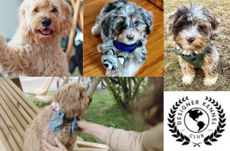 Compare Terripoo Registration Options for Your Puppy
