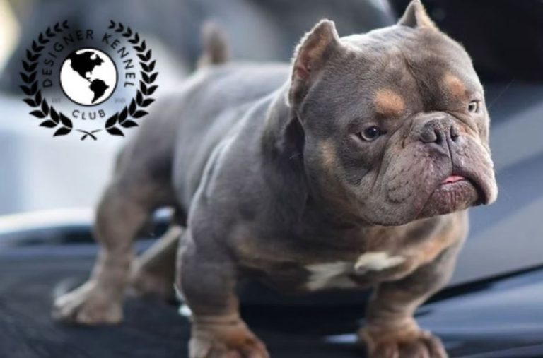 American Bully Lifespan: Factors That Shape Longevity and Healthy Aging