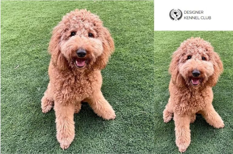 Golden Doodle Papers Without AKC: Guest Post Checklist for Registration