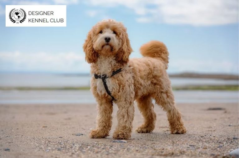 Cockerpoo Registration Papers: Expert Guidance from Designer Kennel Club