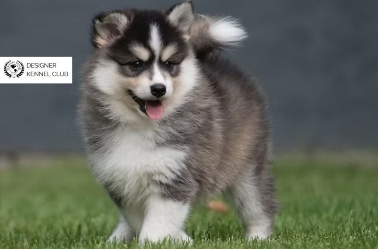 Pomeranian Husky Registration: How to Verify Trustworthy Registration Records