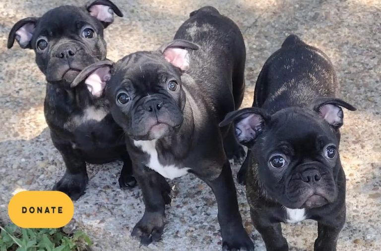 Rescue French Bulldogs: A Practical Checklist for Fostering and Adoption Readiness