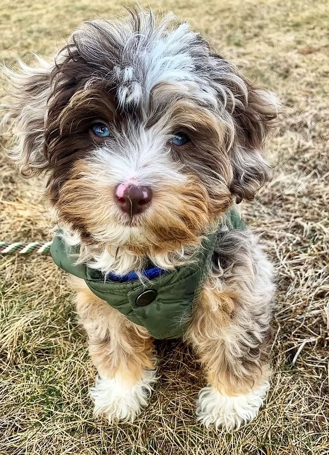 How to Handle Aussie Doodle Paperwork Without AKC How to Handle Aussie Doodle Paperwork Without AKC