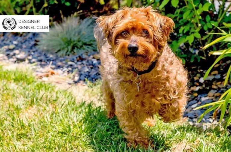Buyer Guide to Yorkiepoo Registration and Paperwork