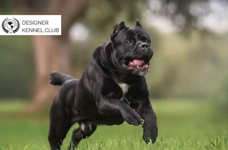 Buyer Guide to Cane Corso Registration Options and Steps