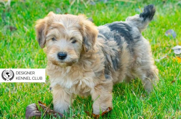 Expert Guidance for Wheatenpoo Registration Papers