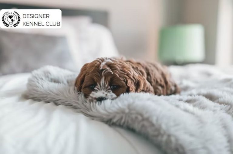 How to Ensure Trustworthy Cavapoo Registration Process