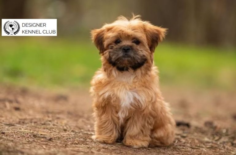 Step-by-Step Shorkie Registration Guide for Owners