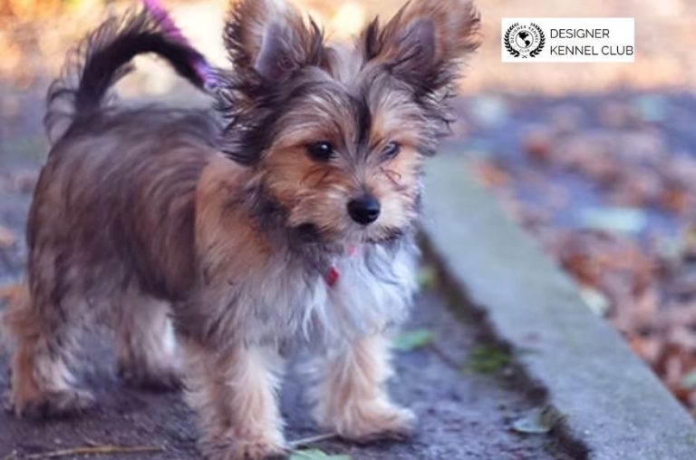 How to Get Papers for a Dog Without Papers Legally