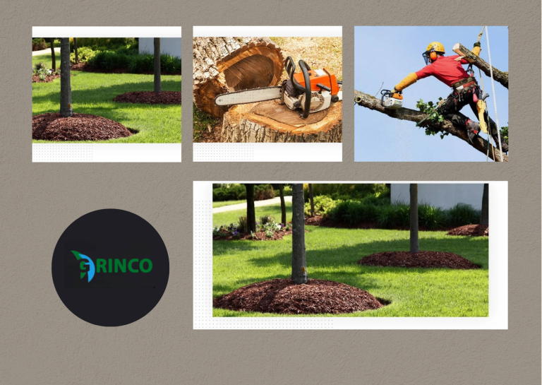 Trustworthy Palm Tree Removal for Cleaner Outdoor Spaces