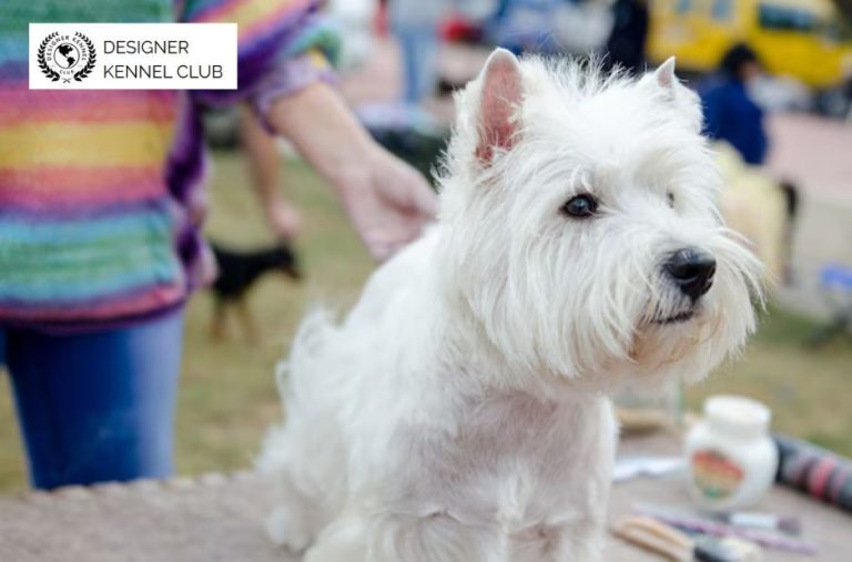 Can You Get Papers for a Dog Without Papers Legally