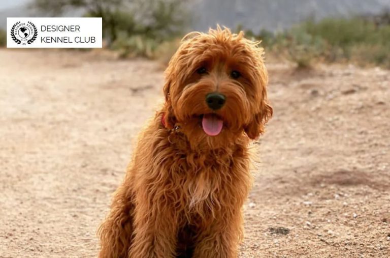 Trust-First Paperwork for Designer Dogs Without AKC
