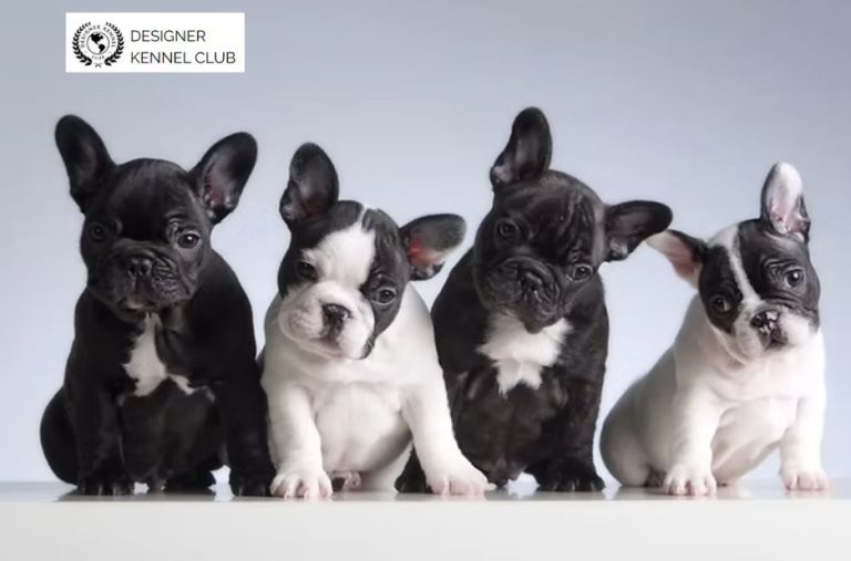 Register Your Dog Without AKC Papers: Service Options